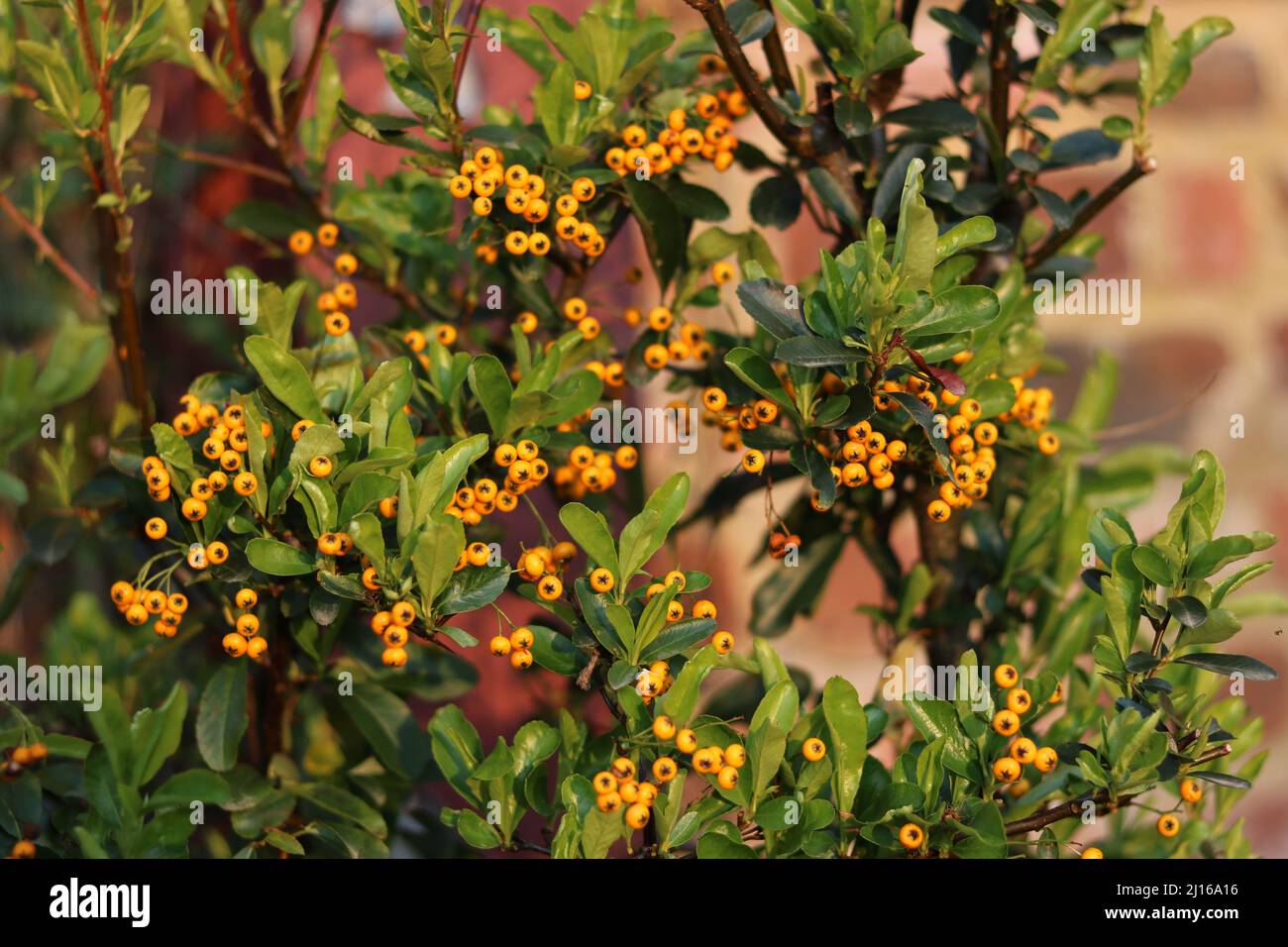 Full frame image of cotoneaster with orange berries against brick wall Stock Photo
