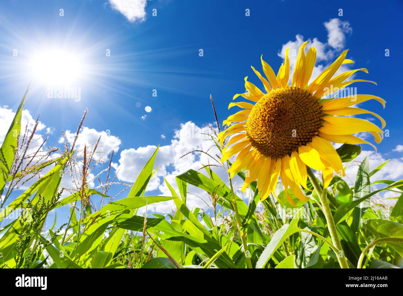 Sunflower field landscape close hi-res stock photography and images - Alamy