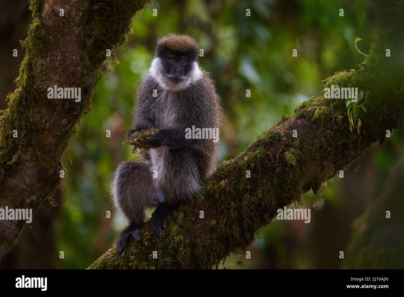Bale vervet monkey, Chlorocebus djamdjamensis, with moss in the hands, Harenna Forest, Bale Mountains NP, in Ethiopia. Monkey animal from east Africa. Stock Photo