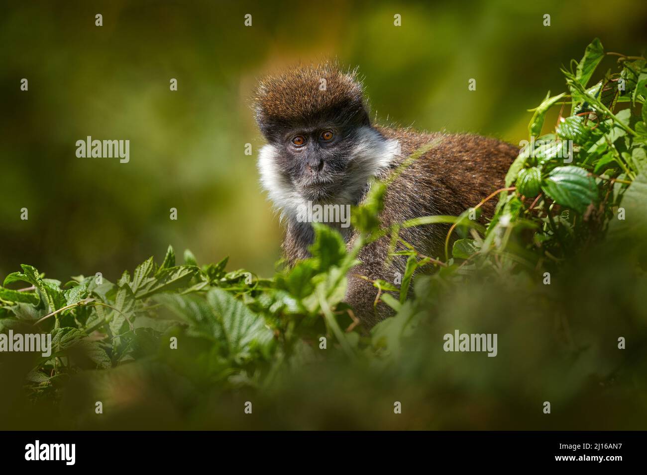 Ethiopia monkey portrait. Bale vervet monkey, Chlorocebus djamdjamensis, with moss in the hands, Harenna Forest, Bale Mountains NP, in Ethiopia. Monke Stock Photo