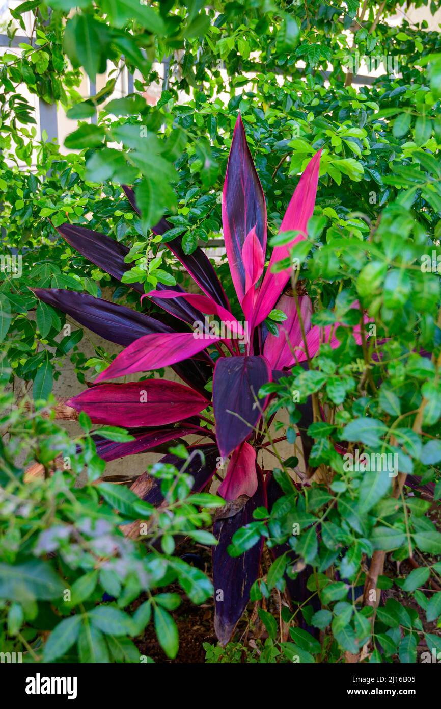 Red Cordyline leaves closeup in garden- Cordyline fruticosa, Cordyline terminalis or Ti plant. Close-up. Stock Photo