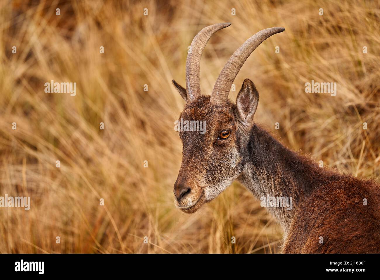 Ethiopia wildlife. Walia ibex, Capra walie, rare endemic mountain animal in the nature habitat, Siminen Mountains NP, Ethiopia in Africa.Horn mammal i Stock Photo