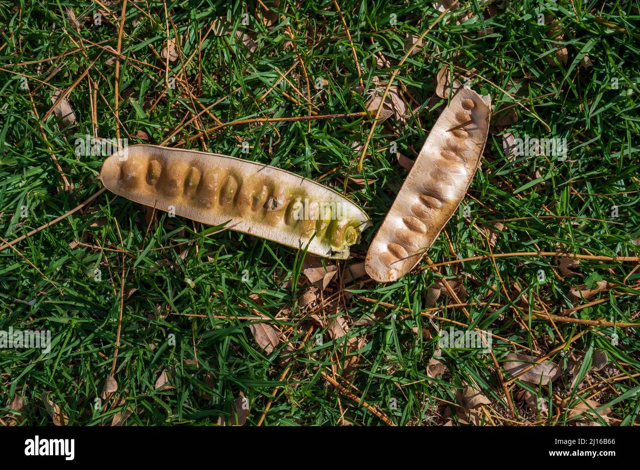 The pod from the Albizia lebbeck tree is brown and long with seeds inside lies on the green grass. View from above. Stock Photo