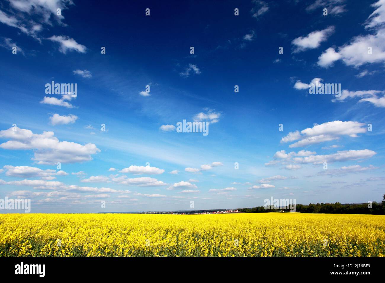 Yellow field rapeseed in bloom with blue sky and white clouds Stock ...