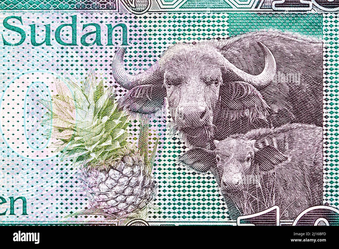 Buffaloes and pineapple from South Sudanese money - pound Stock Photo