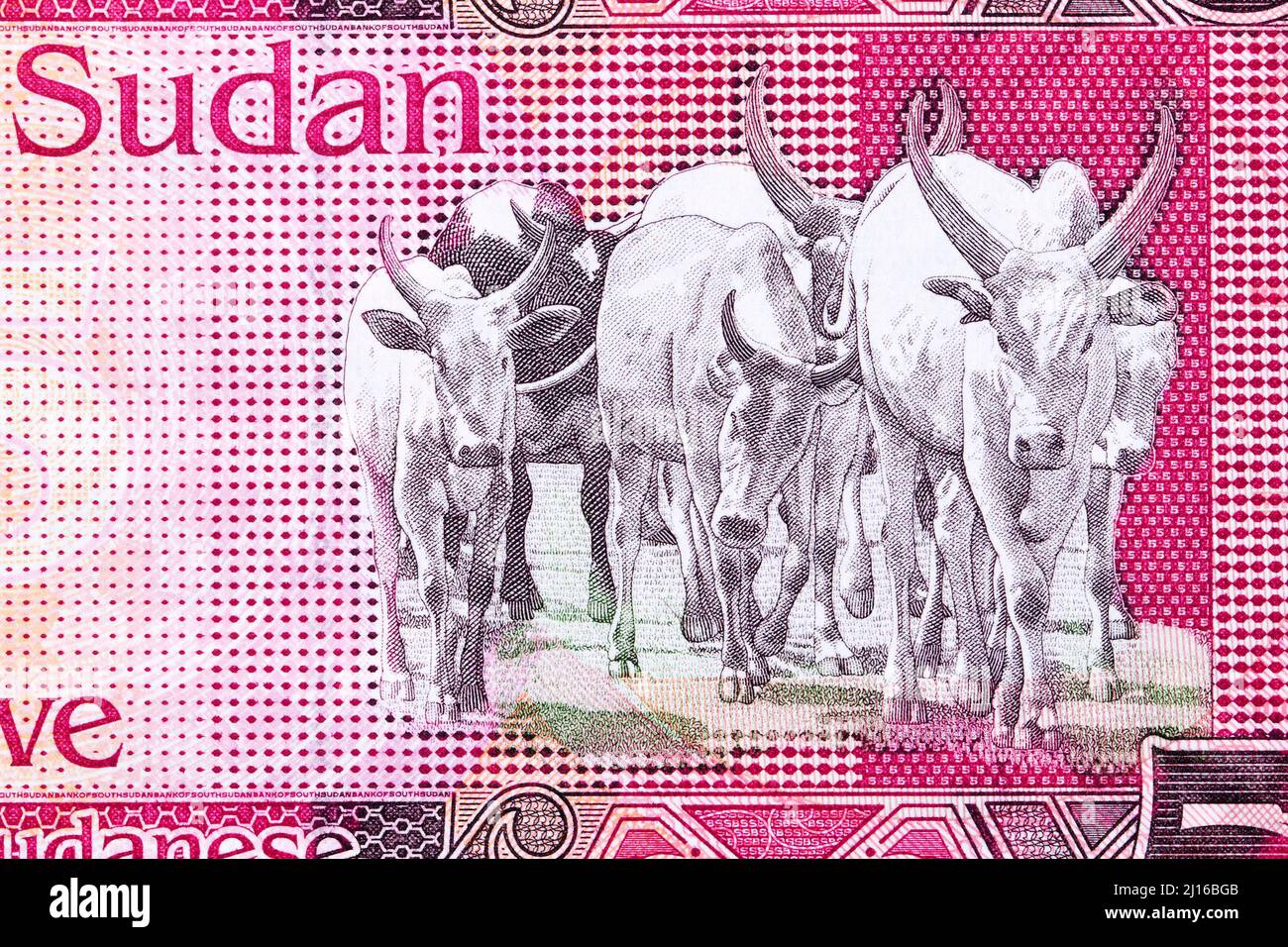 Sanga cattle from South Sudanese money -  pound Stock Photo