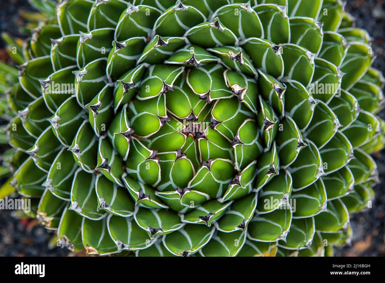 Jardin de Cactus Green Agave Leaf Centerpiece by Emilio Robba main image 0
