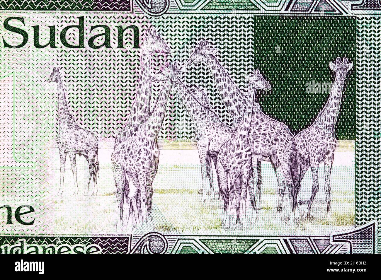 Giraffes from South Sudanese money - pound Stock Photo