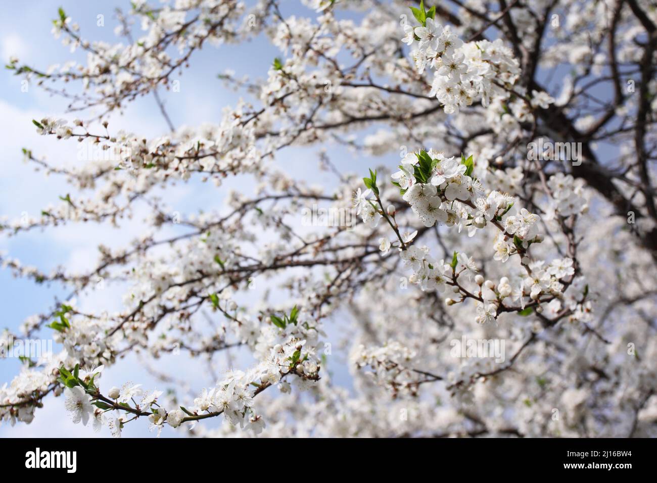 Blossoming tree with white flowers in spring Stock Photo Alamy