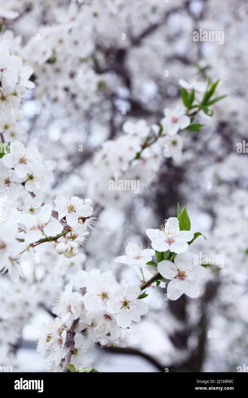 Beautiful spring white flowers hi-res stock photography and images - Alamy