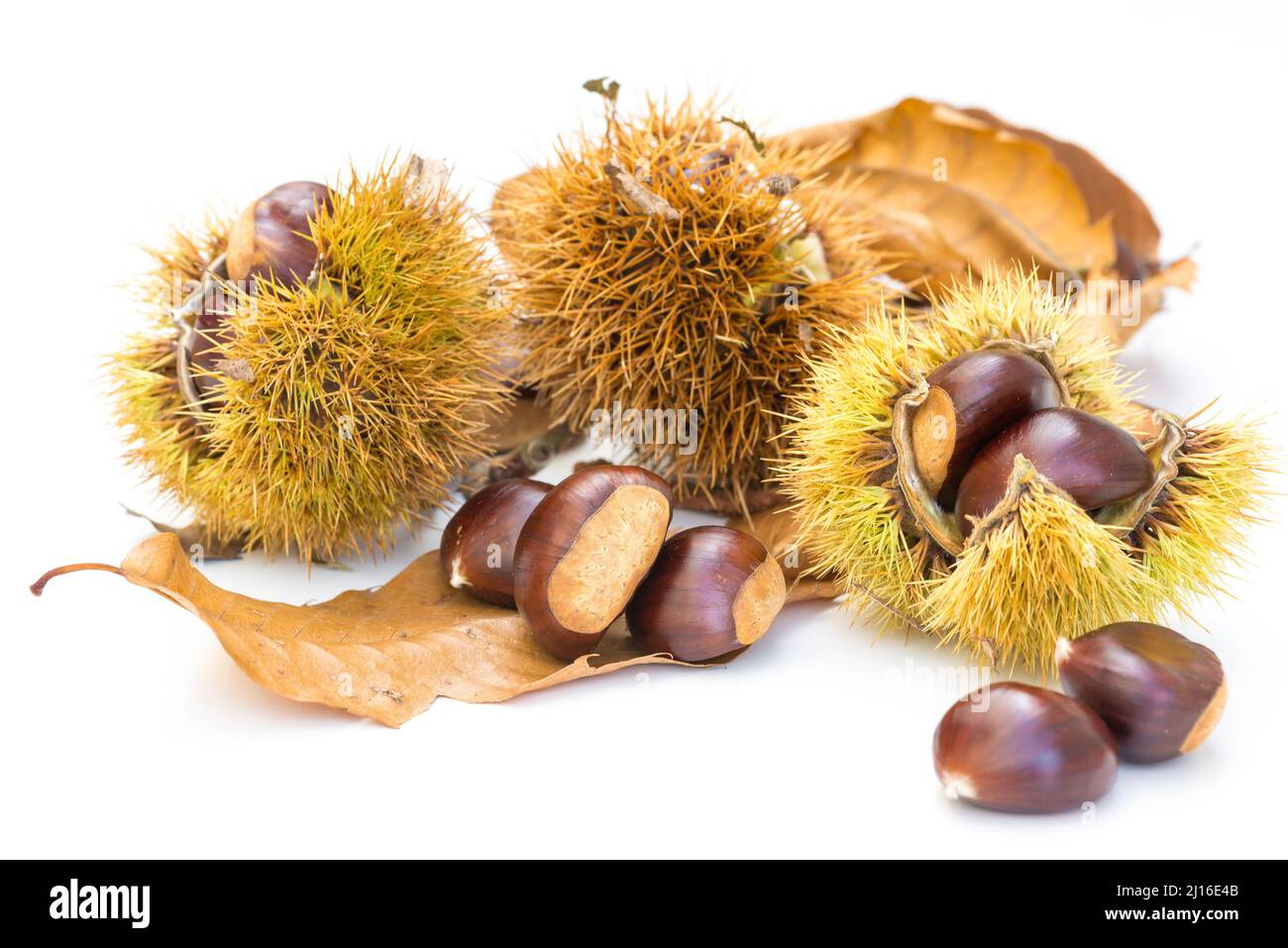 Chestnuts and chestnut burs on white background. European species, sweet chestnut (Castanea sativa) Stock Photo
