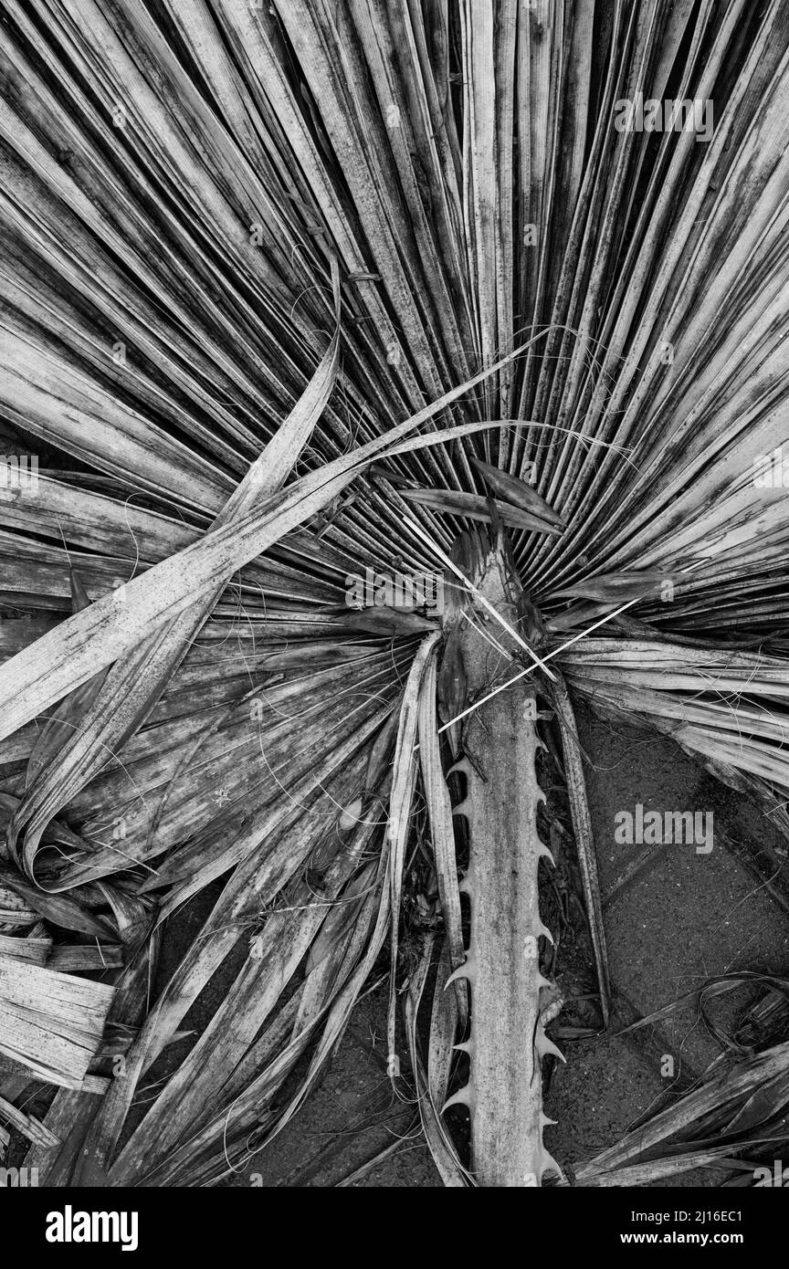 dry palm leaves on a white background.Flat lay. Top view. Copy space. special focus. Stock Photo