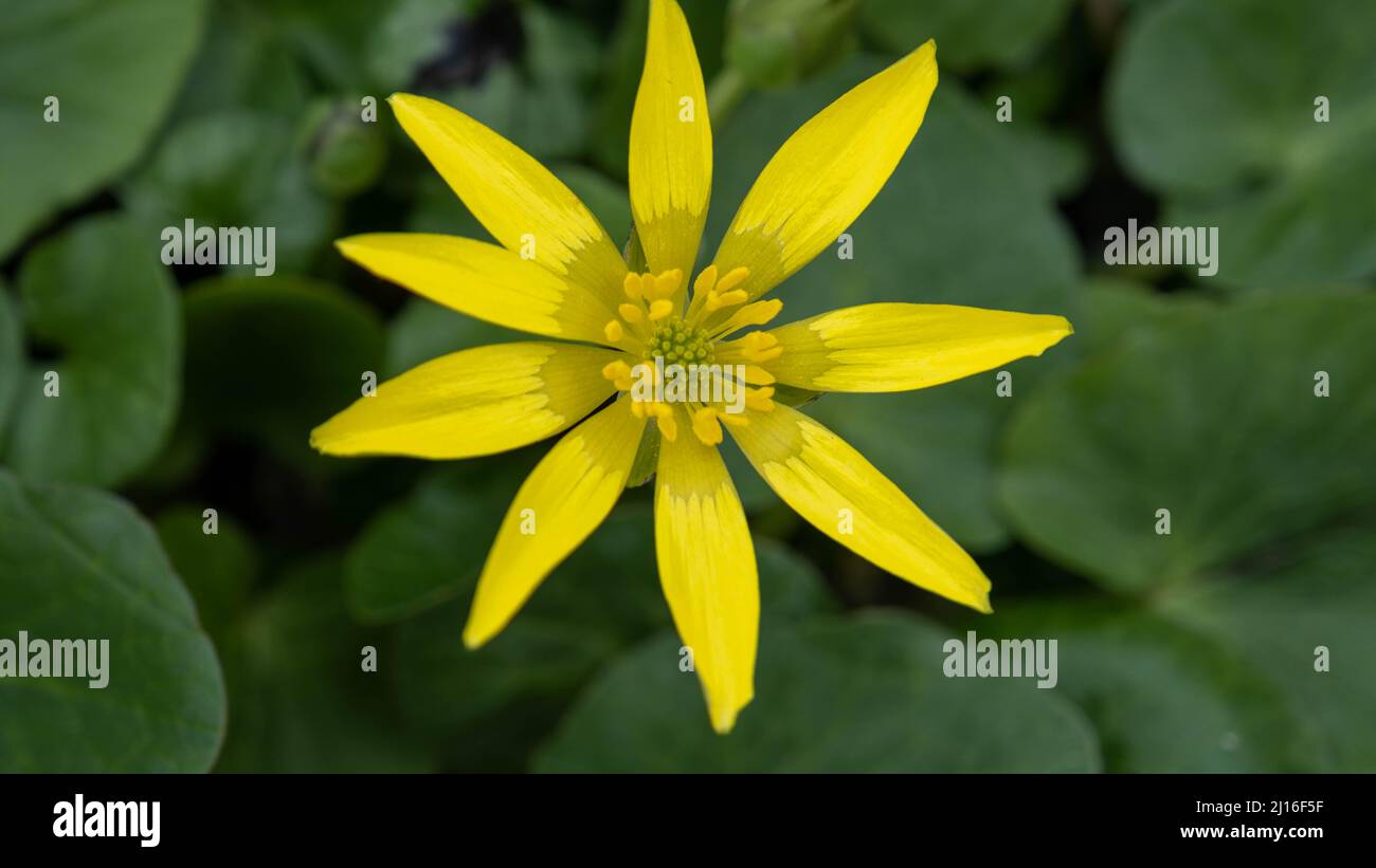 A macro close up of Euryops pectinatus in full bloom in the sun.A single yellow daisy. selective focus. Flower core clearly visible.goldenrod. Stock Photo