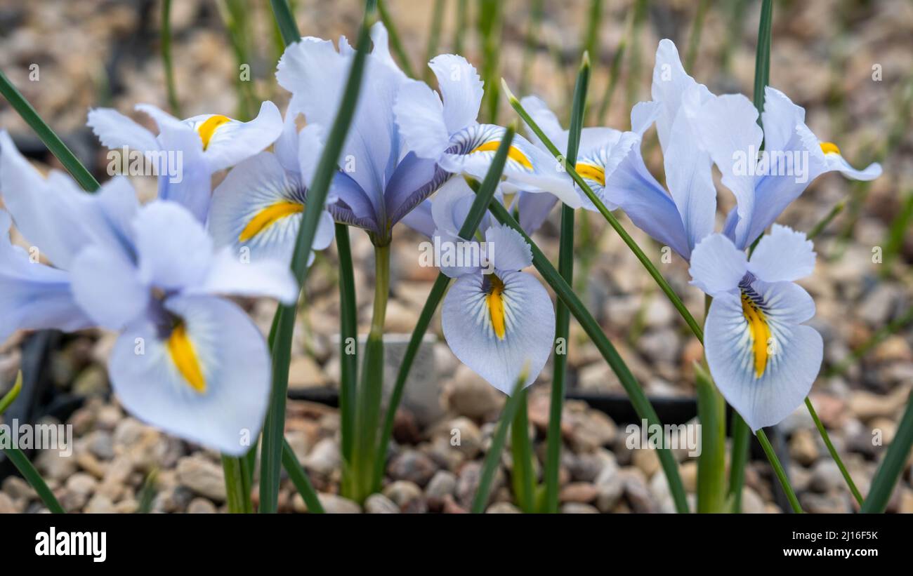 Beautiful Algerian iris flower. Kingdom name is Plantae, Family name is Iridaceae. Stock Photo