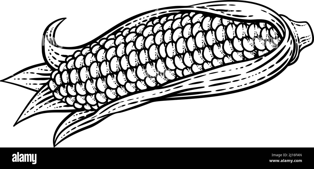 Corn Vegetable Vintage Woodcut Illustration Stock Vector
