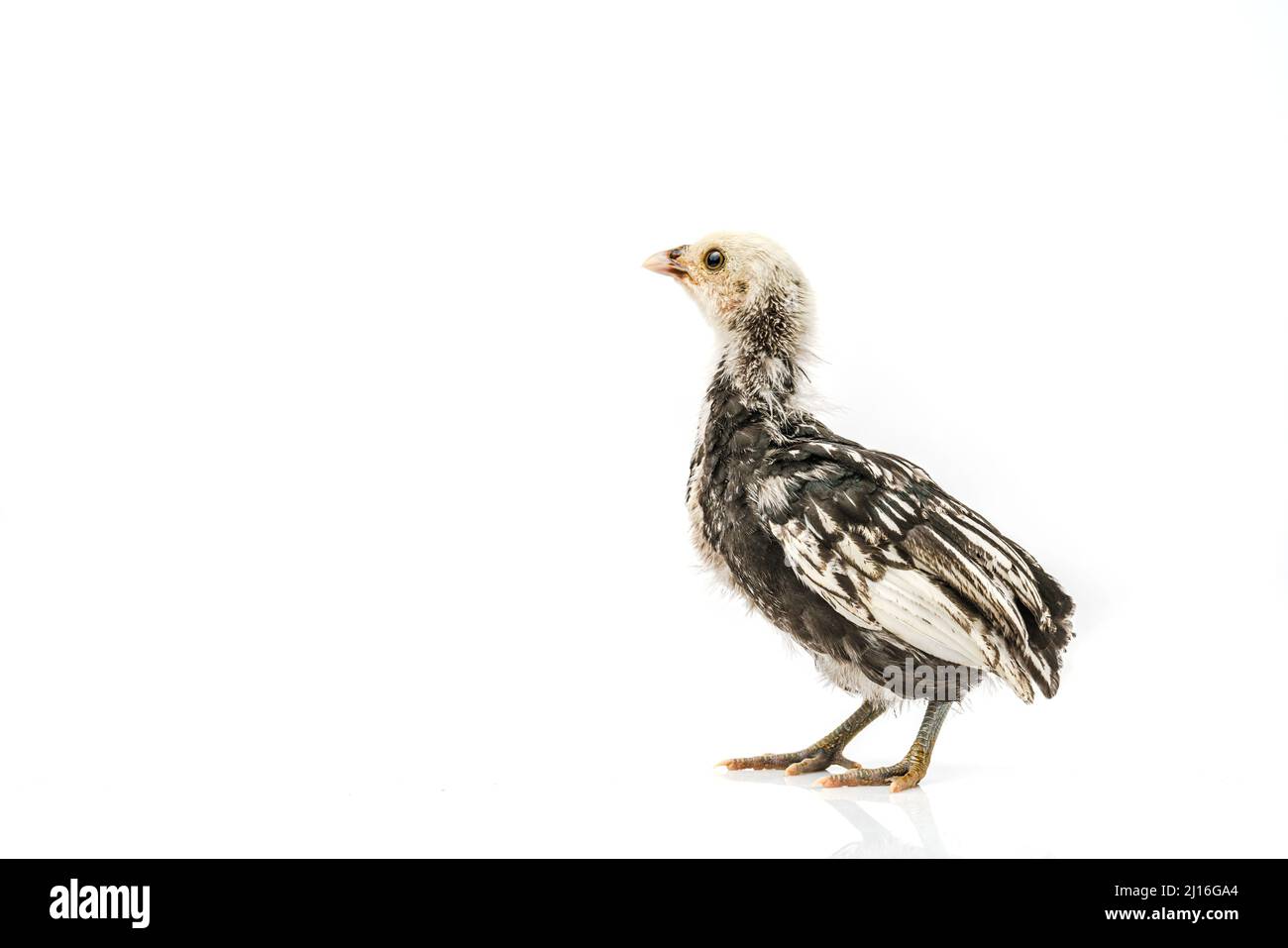silver Sebright bantam hen isolated on white. Stock Photo