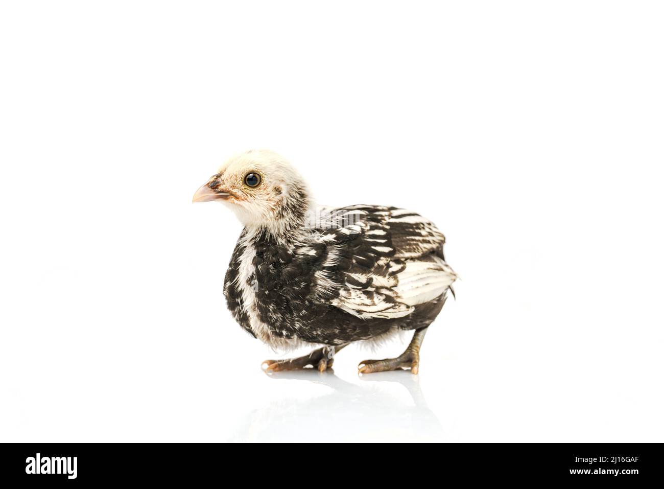 silver Sebright bantam hen isolated on white. Stock Photo