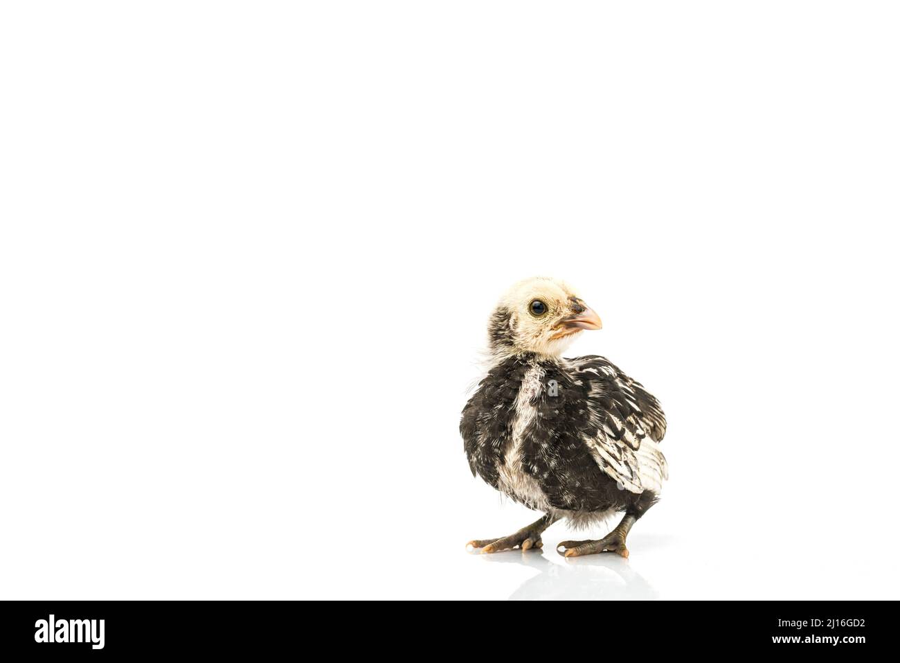 silver Sebright bantam hen isolated on white. Stock Photo