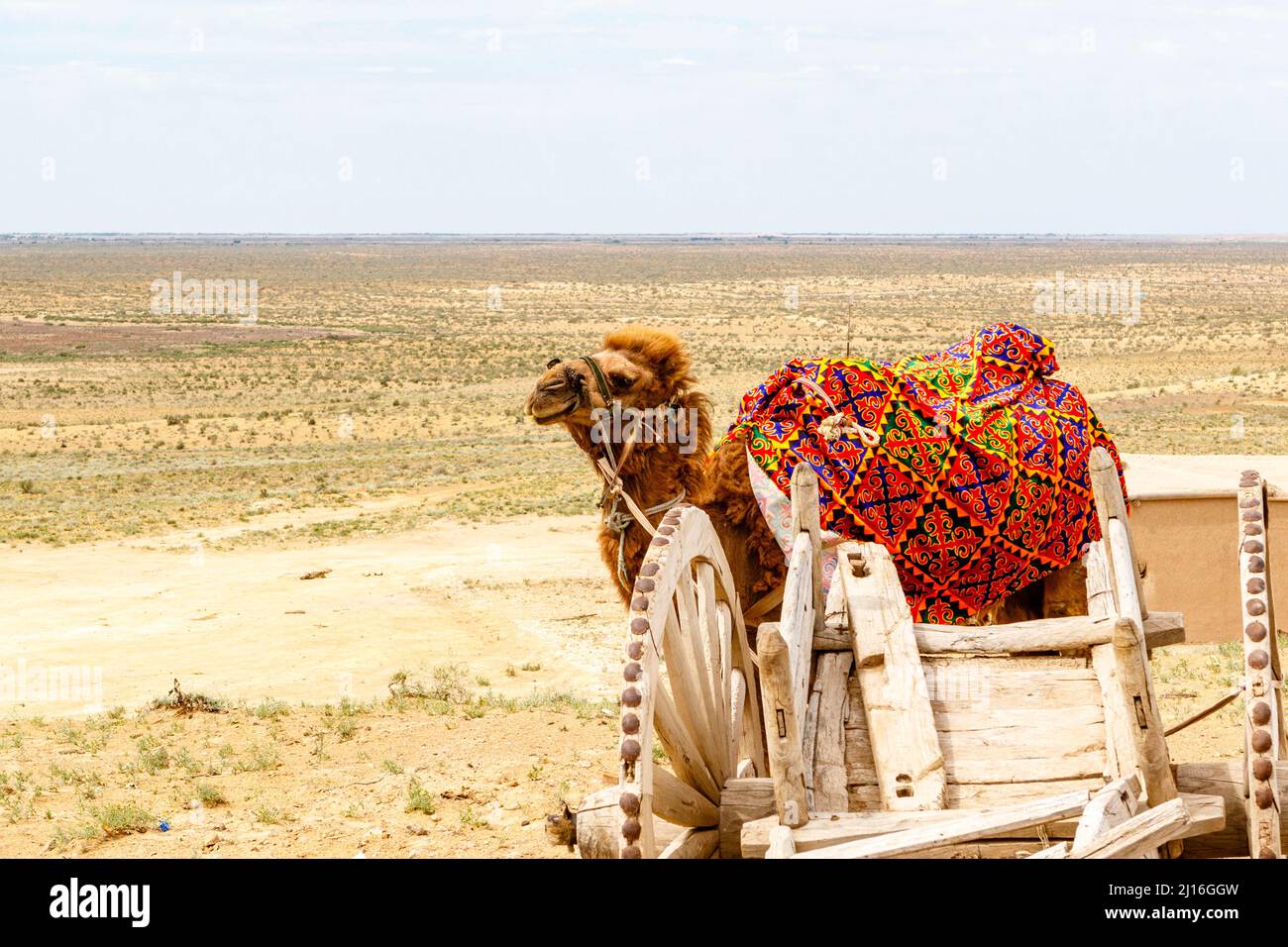 Camel in the Kyzylkum desert in Northern Uzbekistan, Central Asia Stock Photo