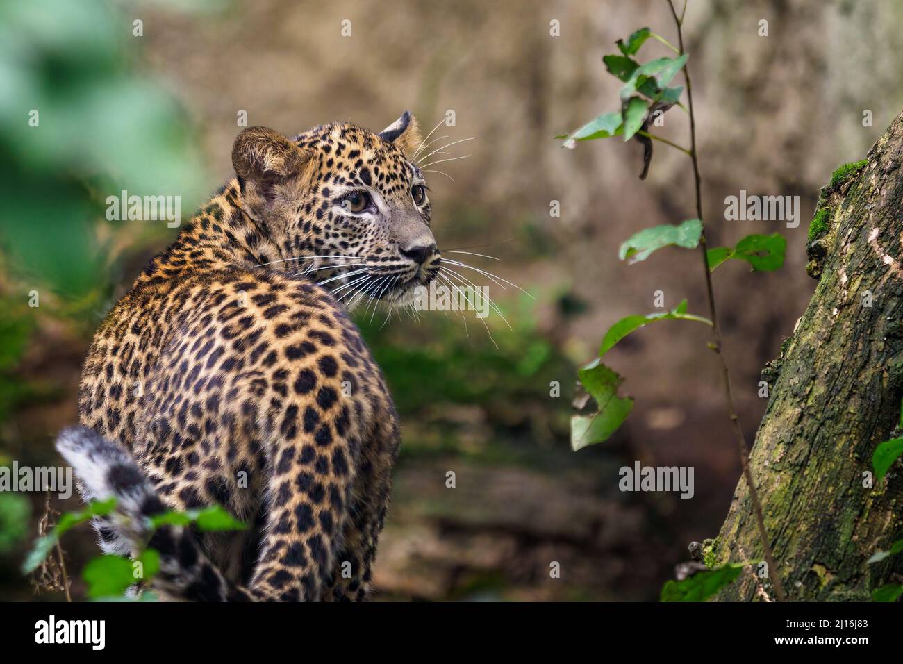 Sri Lankan leopard cub, Panthera pardus kotiya Stock Photo