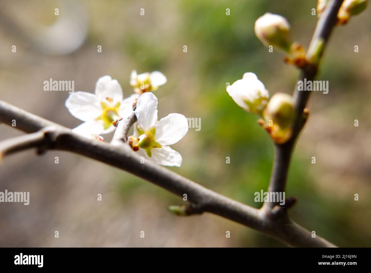 Close-up of the back of Blackthorn blossom (Prunus spinosa), showing the sepals. Stock Photo