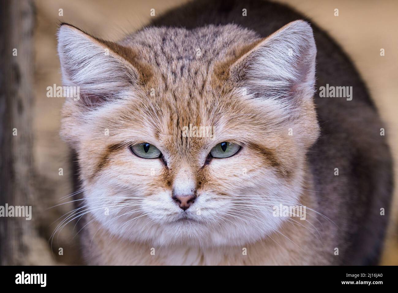 Portrait of a sand cat, Felis margarita Stock Photo