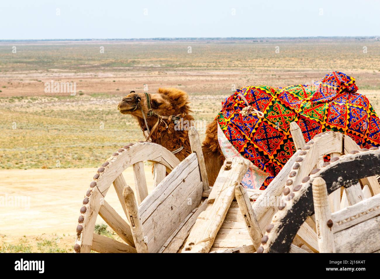 Camel in the Kyzylkum desert in Northern Uzbekistan, Central Asia Stock Photo