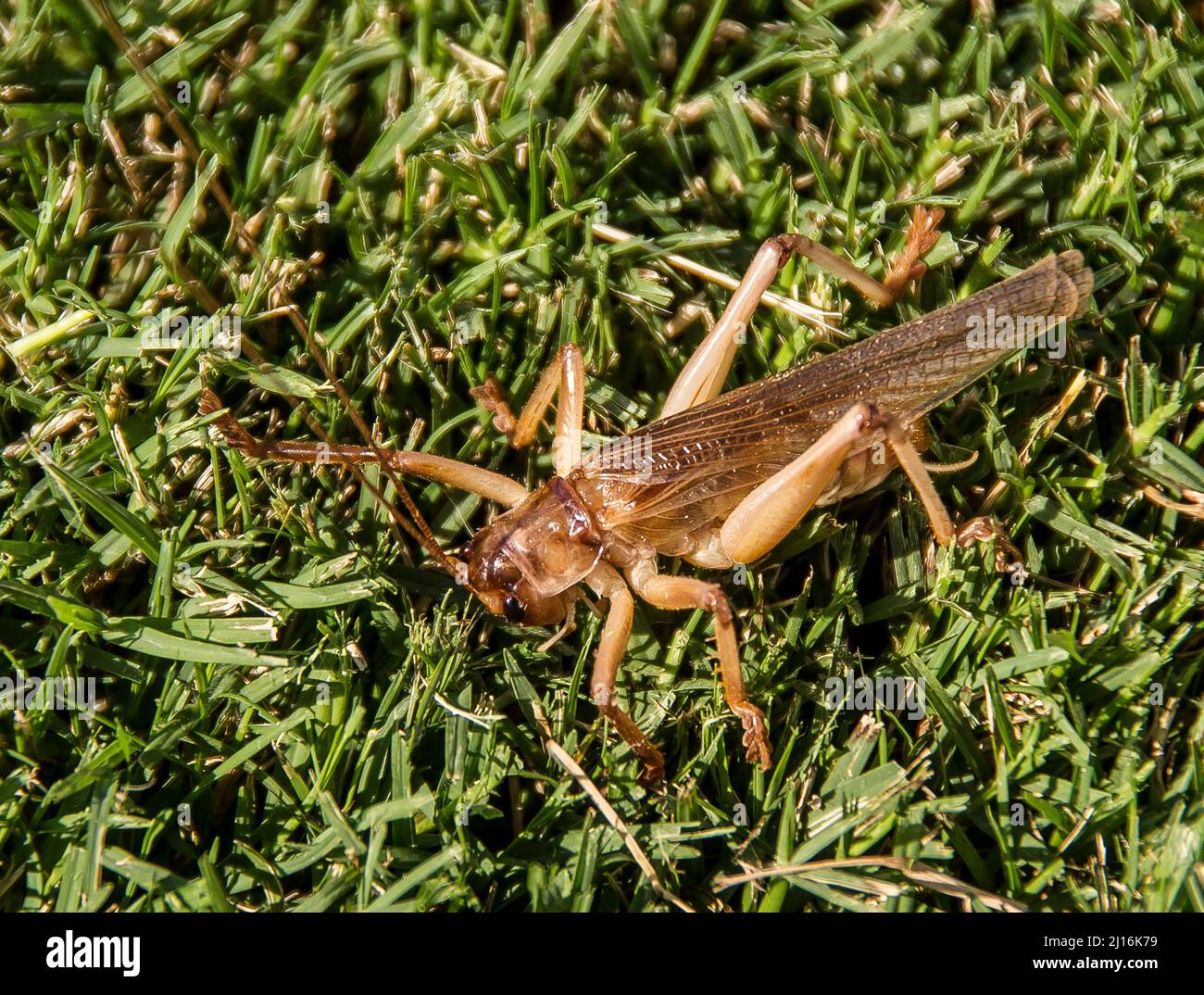 Australian raspy cricket hires stock photography and images Alamy