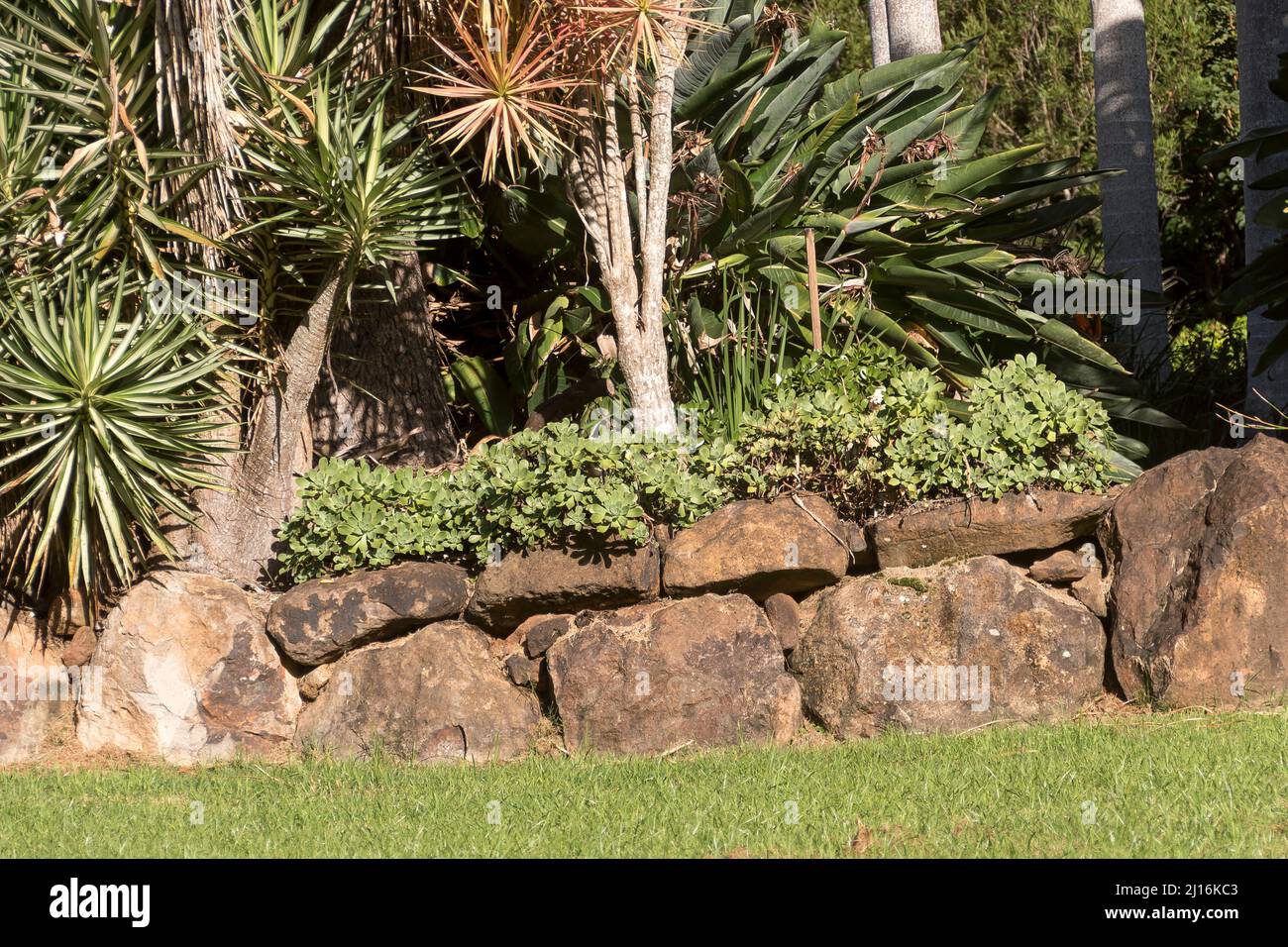 Part of basalt rock retaining wall in private garden, in Queensland, Australia, topped with pale green succulents and Dracaena marginata, Dragon trees Stock Photo