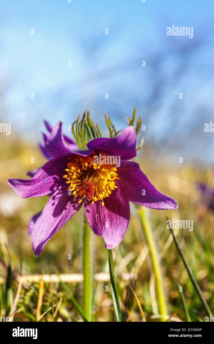 Pasque flower an early spring flower on a grass meadow Stock Photo