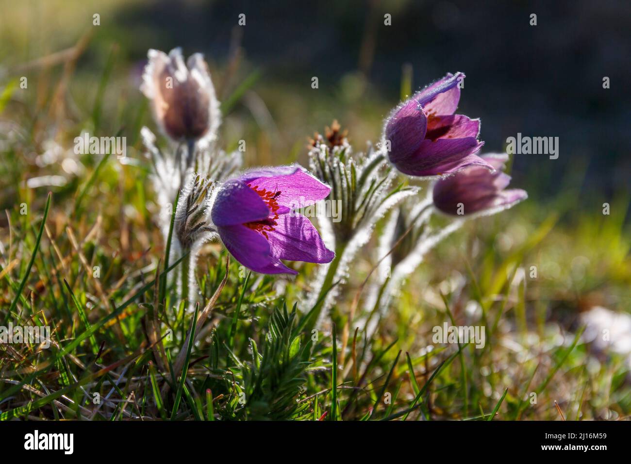 Pasque flowers in back lit in bloom Stock Photo