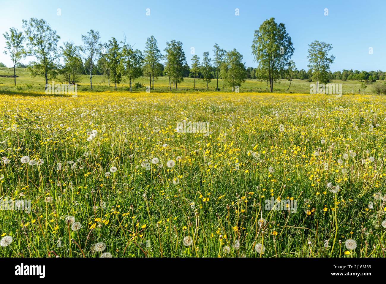 Buttercups and bloomed dandelions on a meadow Stock Photo