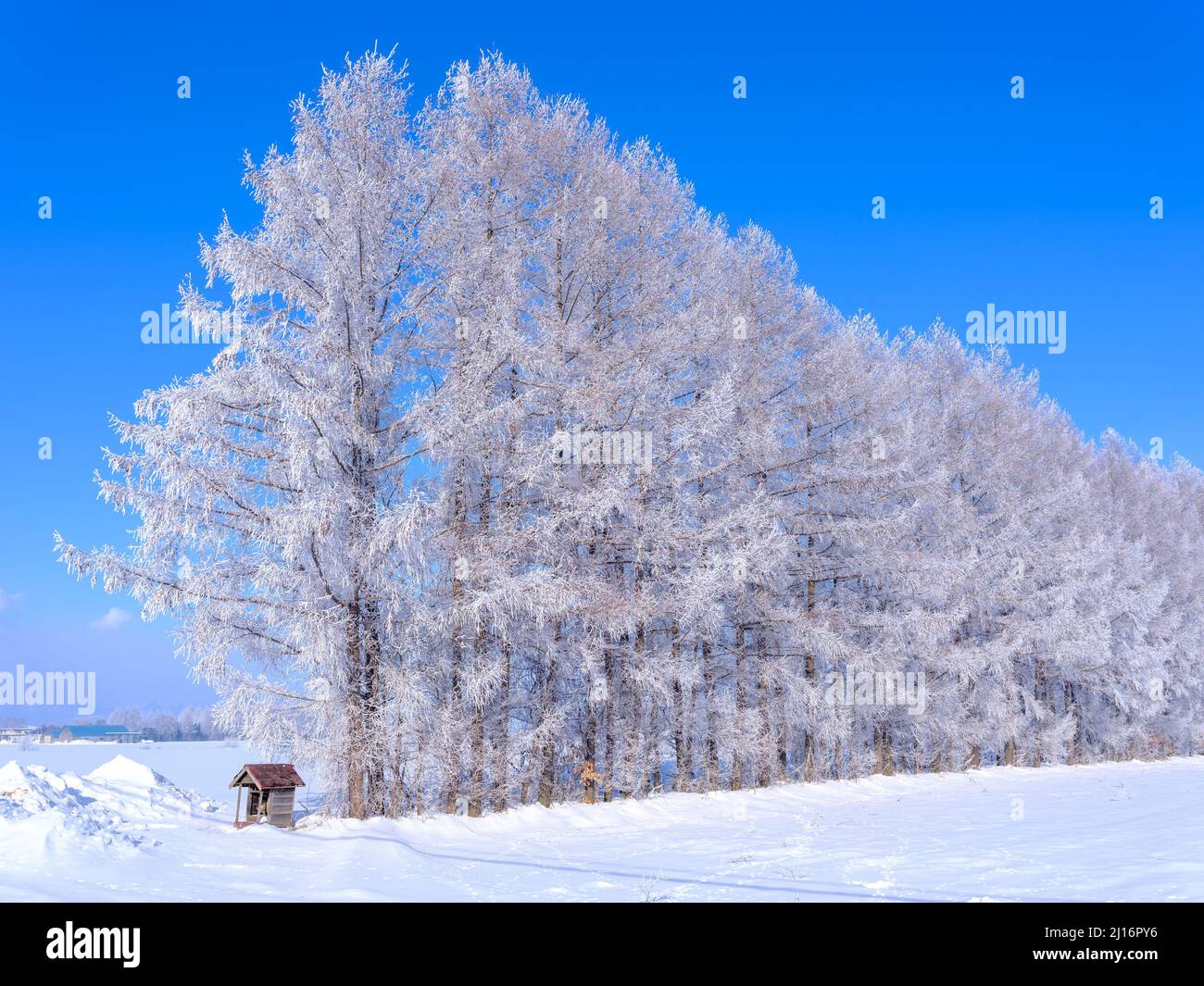 Rime Ice and Blue sky Stock Photo - Alamy