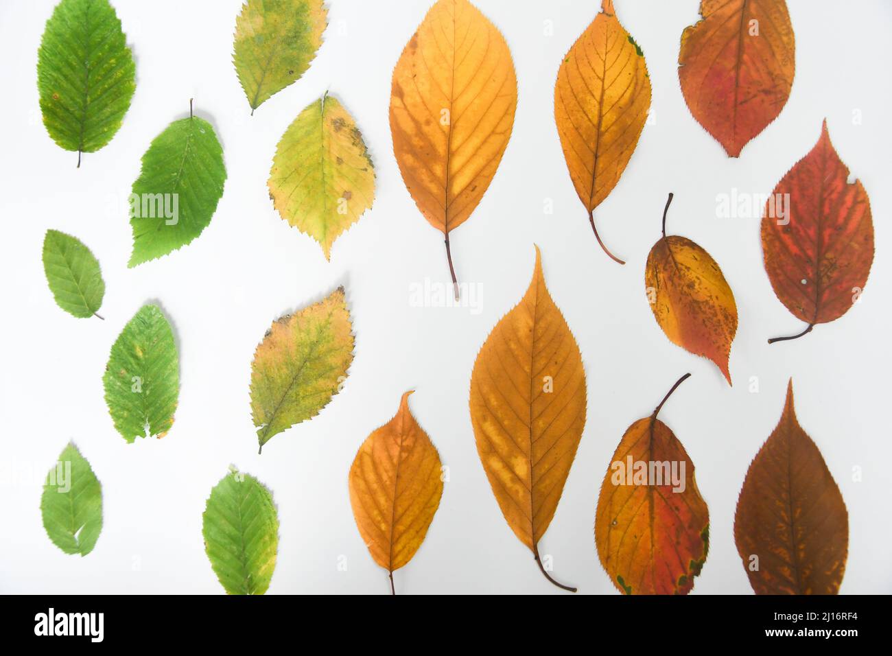 Overhead of different colored leaves of different seasons Stock Photo