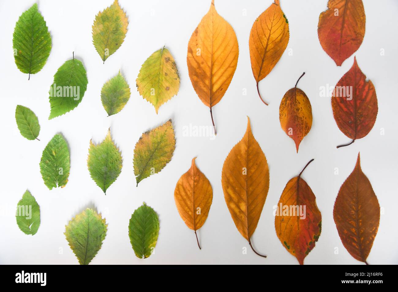 Overhead of different colored leaves of different seasons Stock Photo