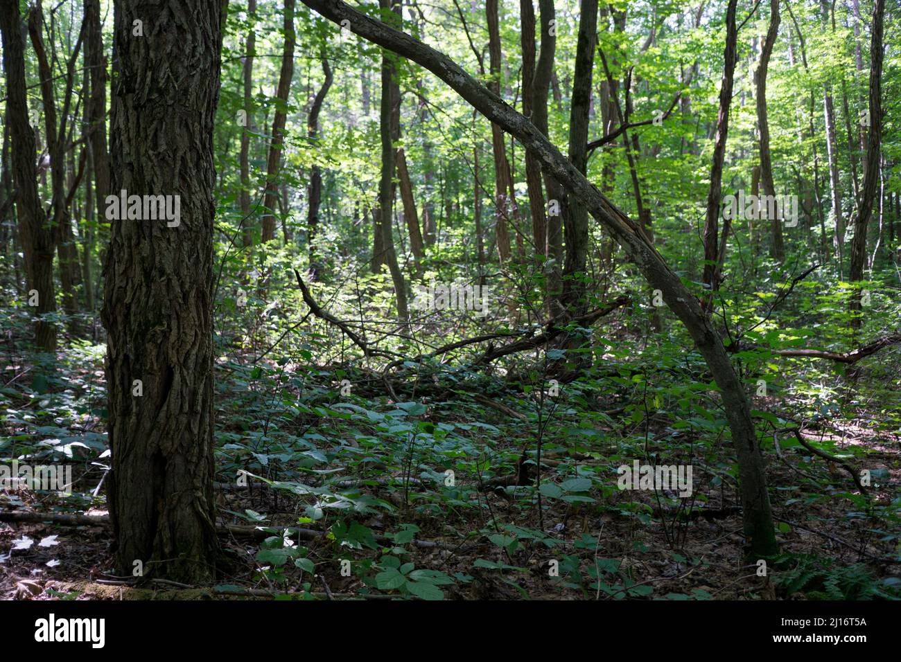 Woodland trails hi-res stock photography and images - Alamy