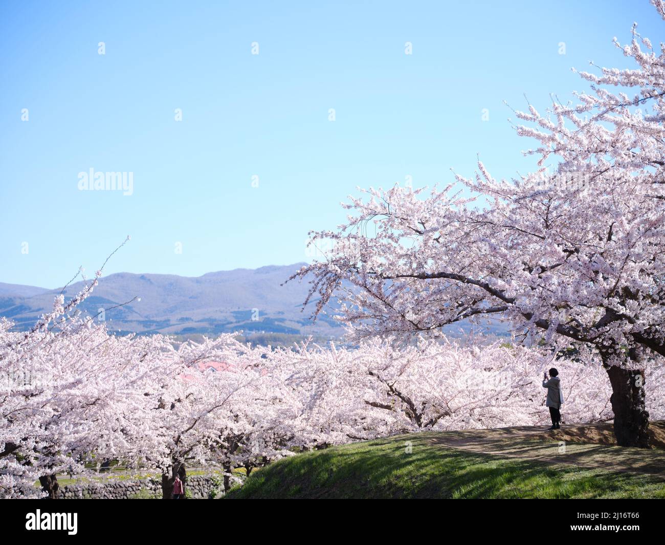 Cherry Blossom in Goryokaku Park, Hokkaido, Japan Stock Photo Alamy