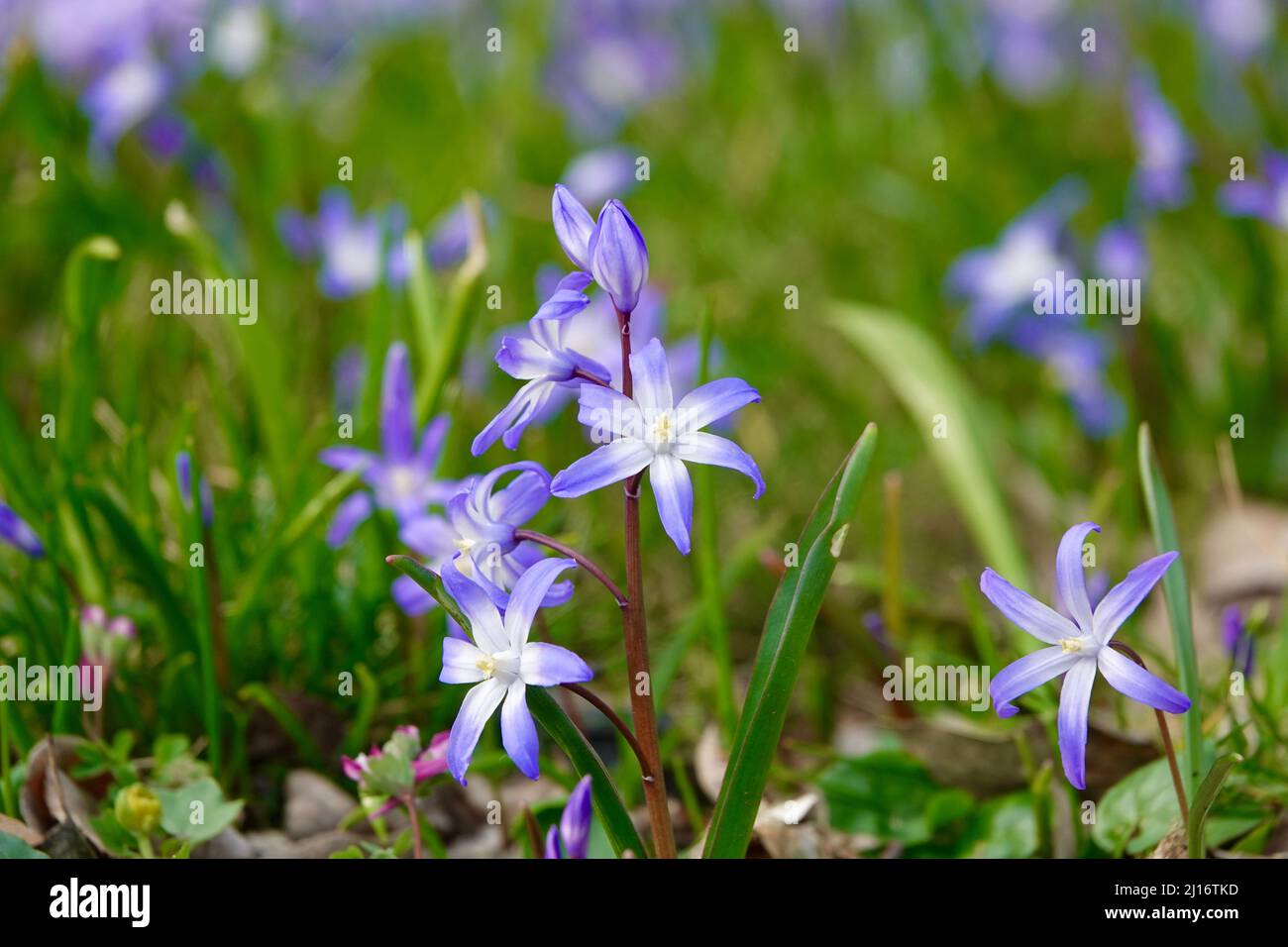 Close-up of blooming blue scilla luciliae flowers in the grass. First spring bulbous plants. Selective focus with bokeh effect. Stock Photo