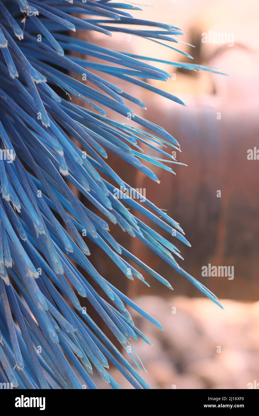 Closeup of huge stiff bristles sticking out of the brush Stock Photo Alamy