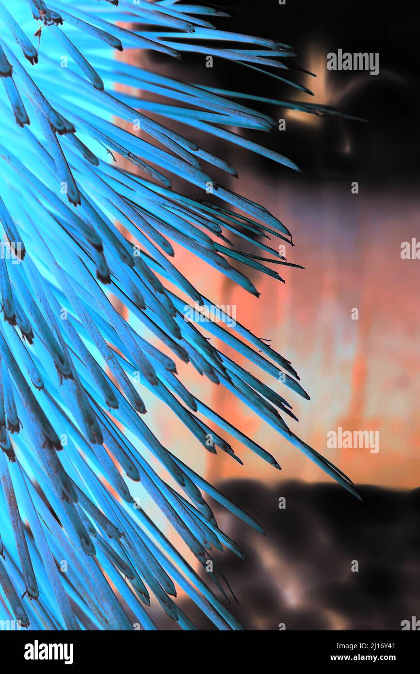 Closeup of huge stiff bristles sticking out of the brush Stock Photo Alamy