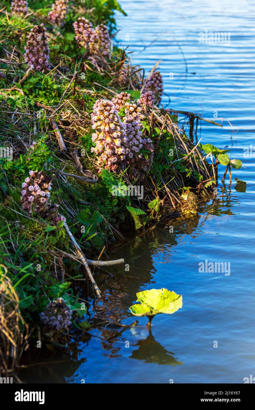 Butterbur flower growing on a rive bank. An early spring flower which likes moist damp ground Stock Photo