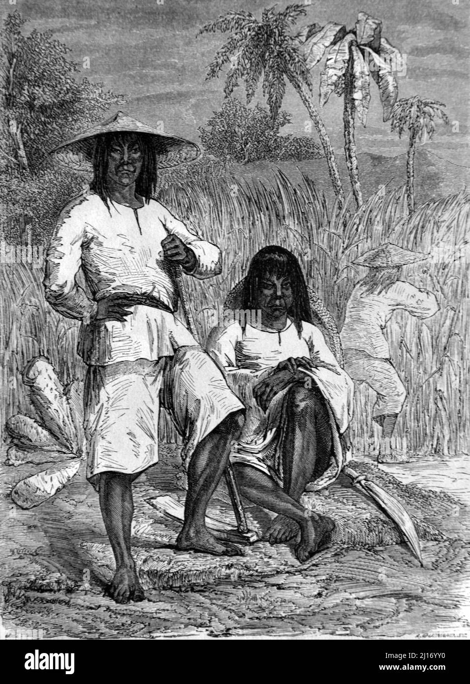 Chinese Coolies Working in Sugar Fields or Sugar Plantation Cuba. Vintage Illustration or Engraving 1860. Stock Photo