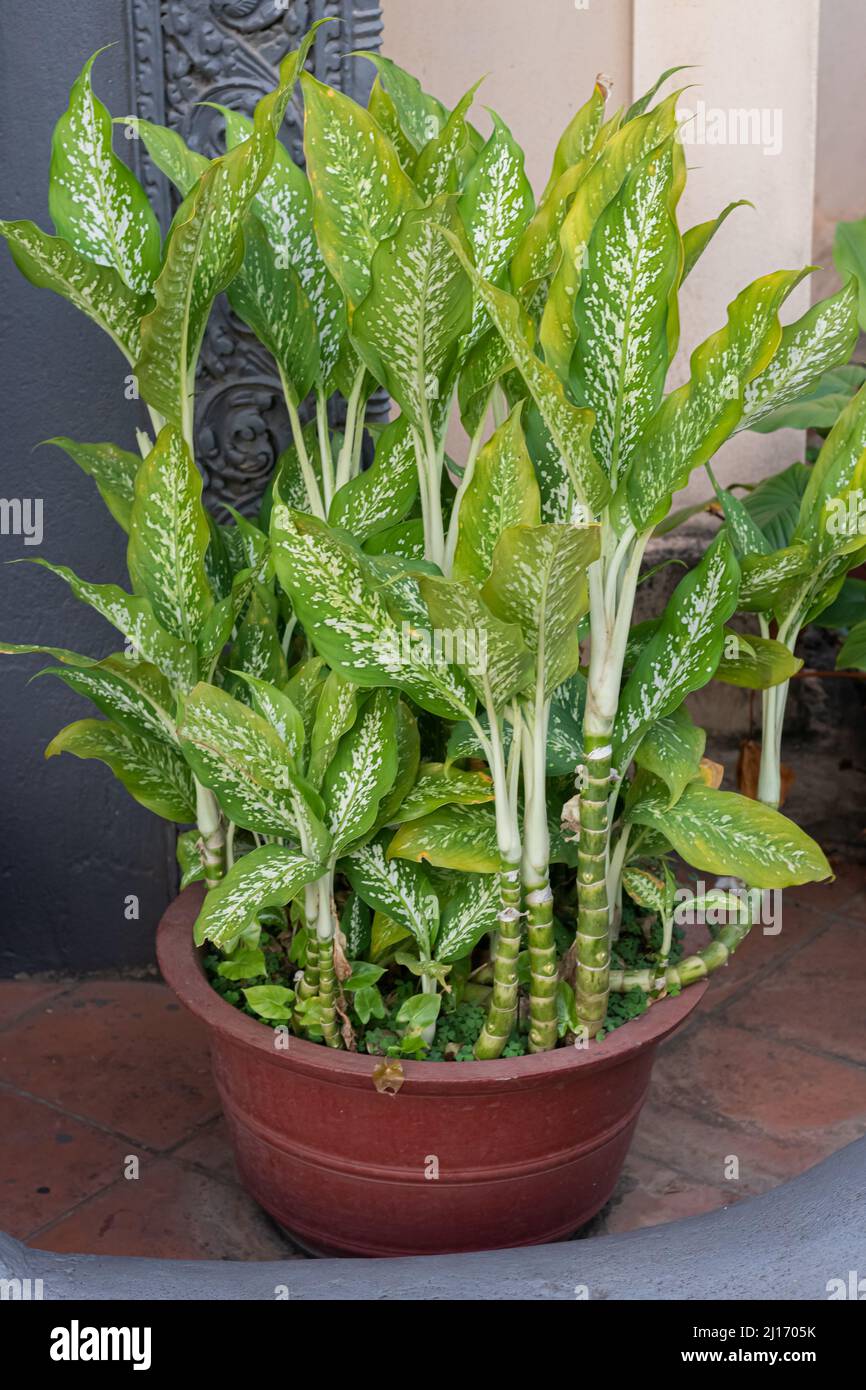 Chinese evergreen plants hi-res stock photography and images - Alamy