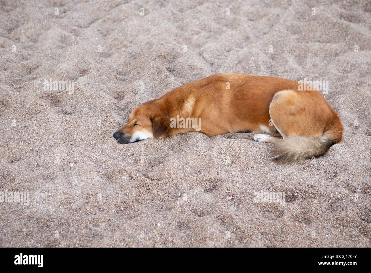 lonely dog lying on sand ground Stock Photo
