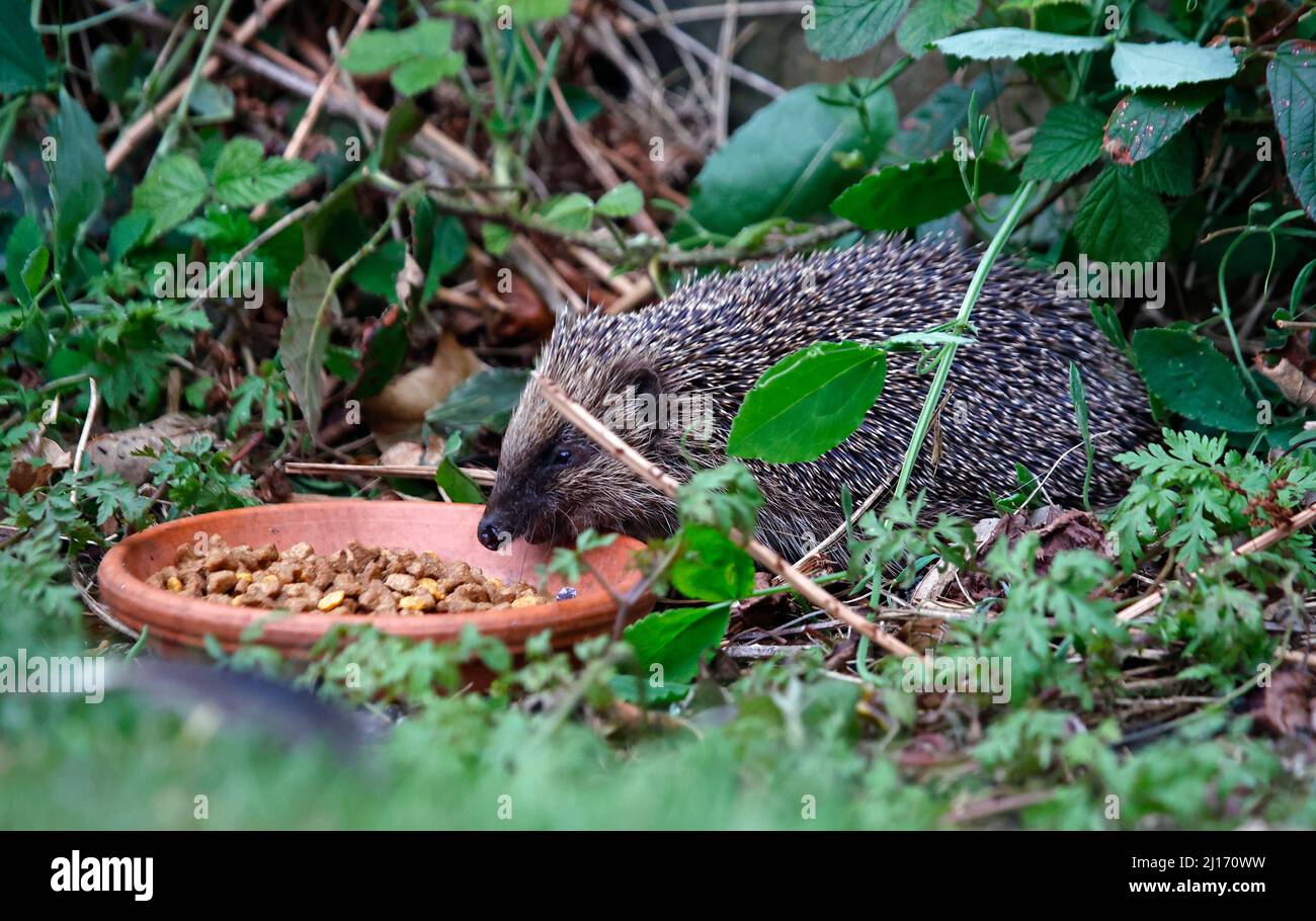 British hedgehogs hires stock photography and images Alamy
