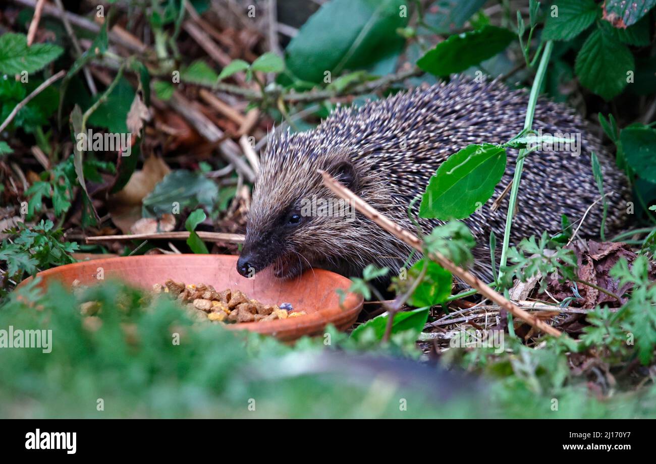 Urban hedgehog feeding in the garden Stock Photo Alamy