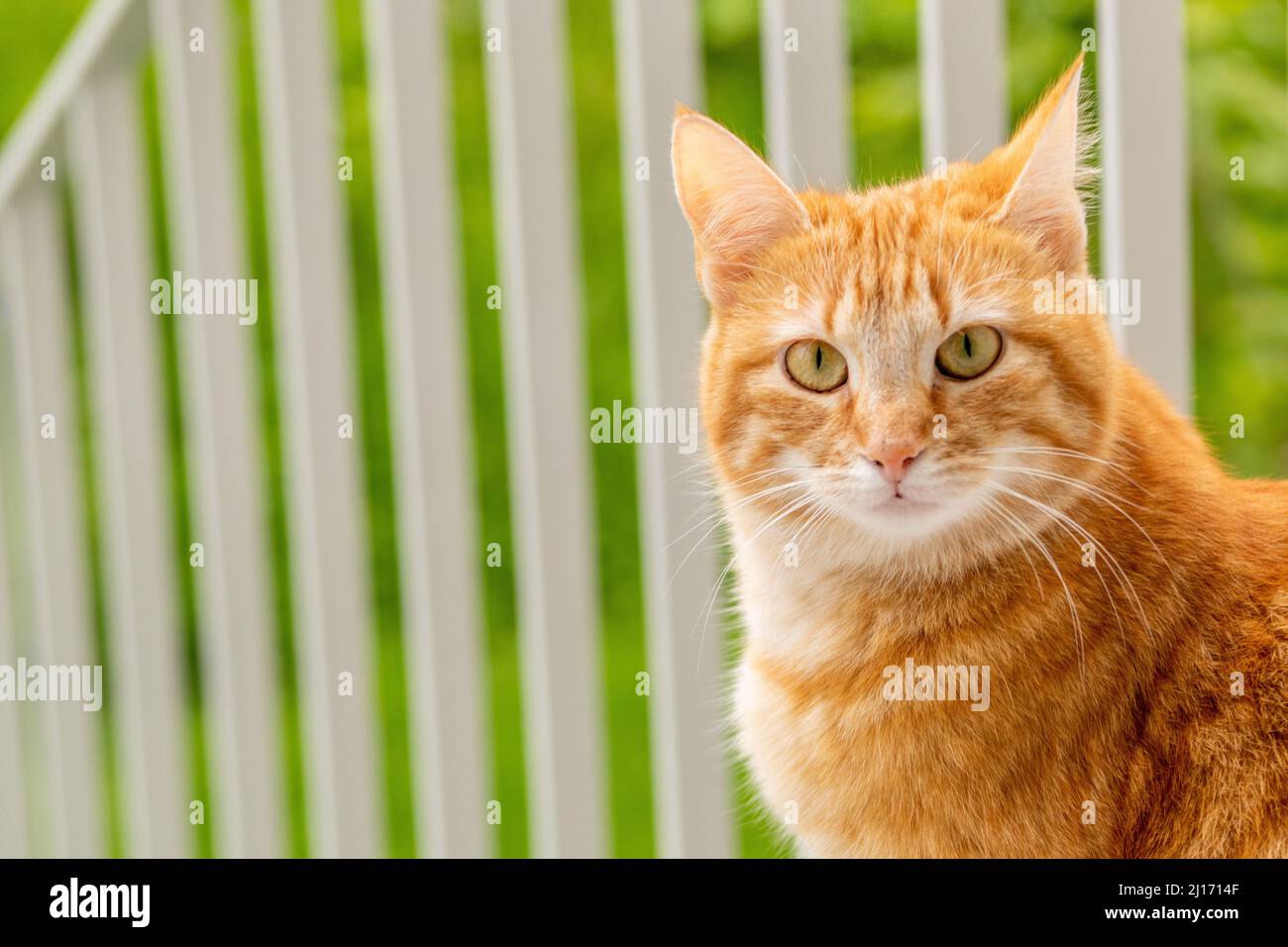 Red cat sitting on balcony Stock Photo