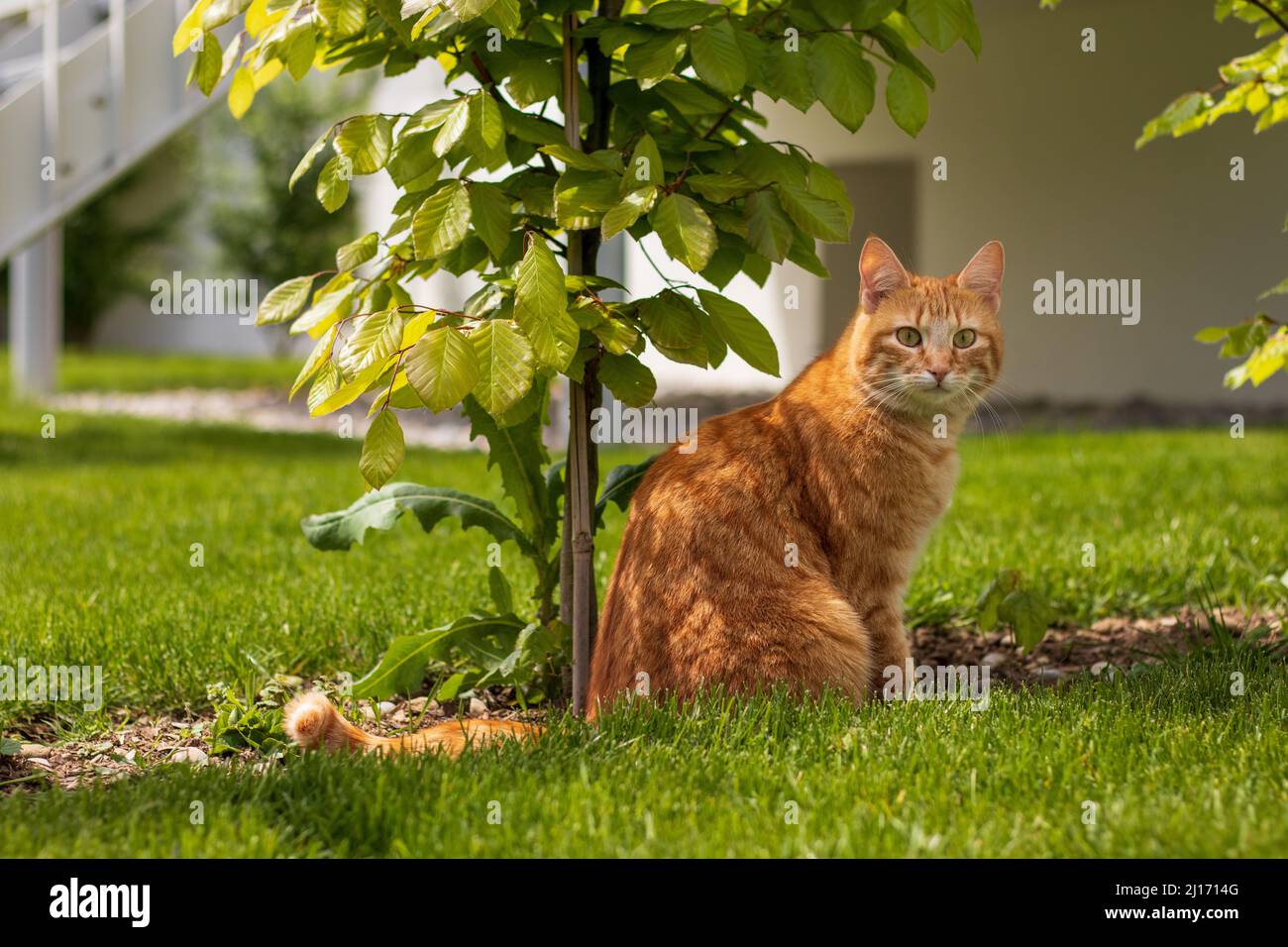 Rote Katze unter Strauch Stock Photo