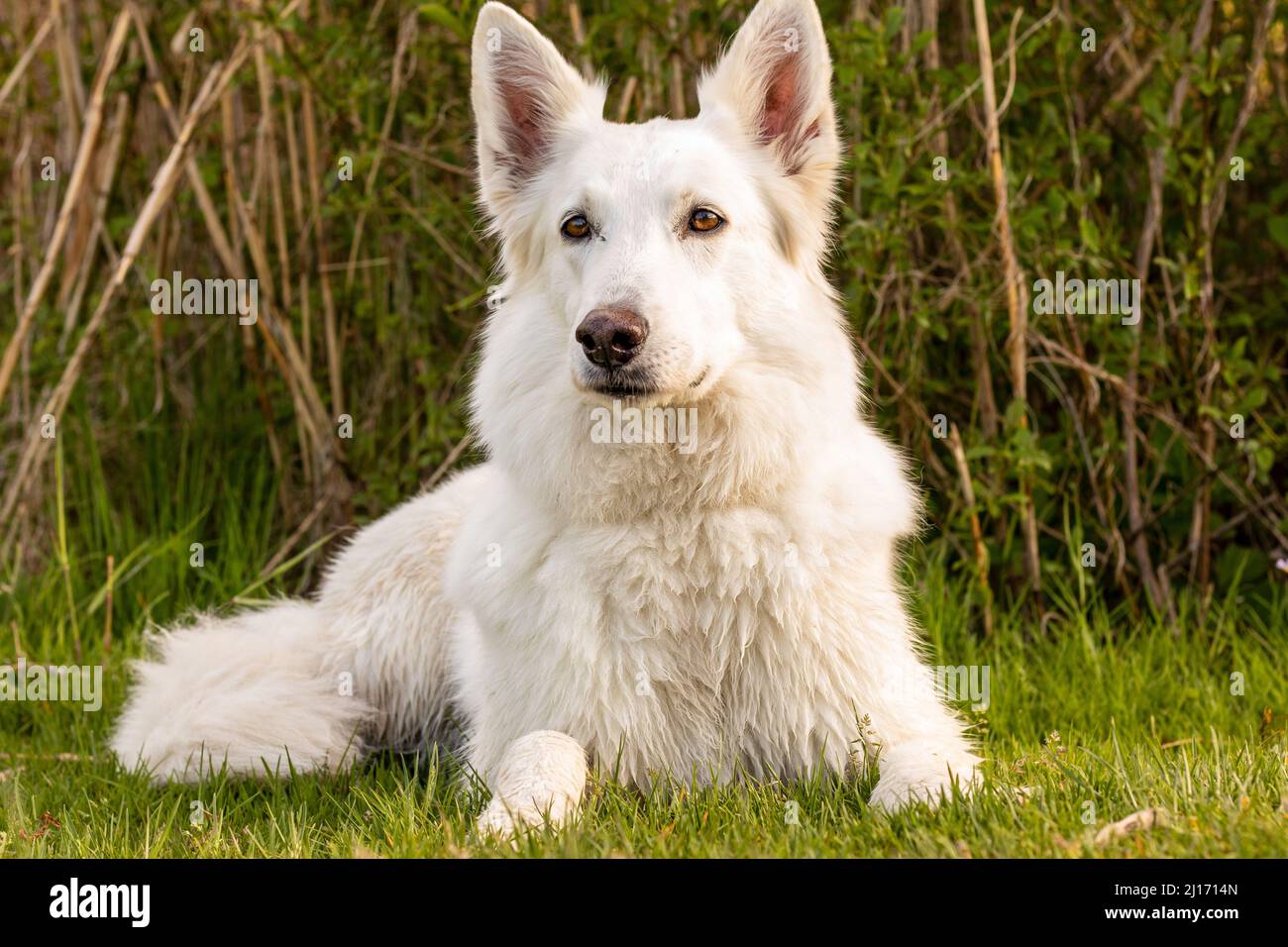 White Swiss Shepherd lying in green environment Stock Photo