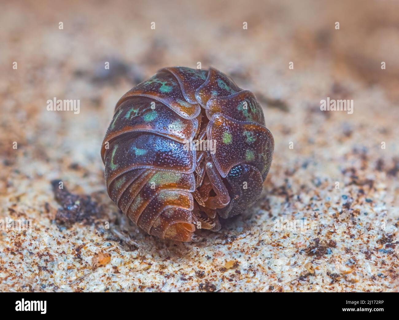 Armadillidium pulchellum hires stock photography and images Alamy